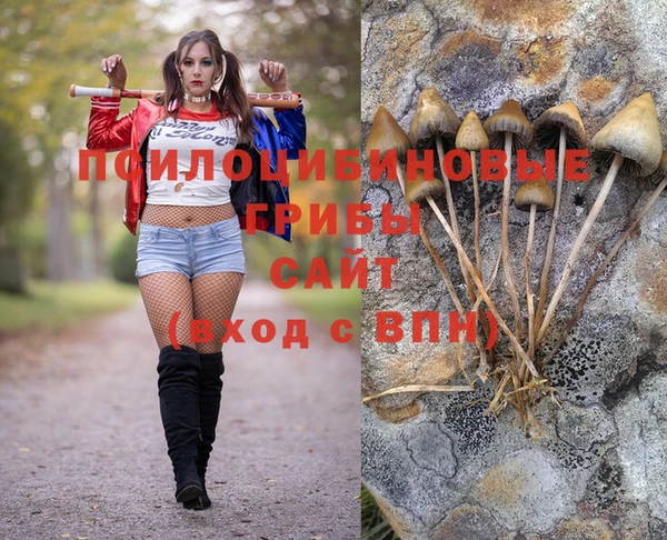сатива Абинск